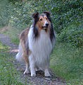 Collie (Wikipedia)