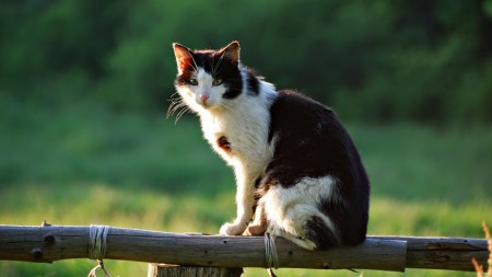 Katze (aus einer Wallpapersammlung)