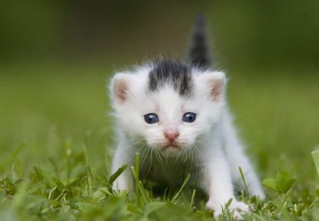 Katze (aus einer Wallpapersammlung)