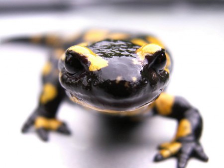 Feuersalamander (aus einer Wallpapersammlung)
