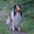 /album/fotogalerie/collie-jpg/