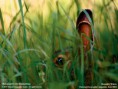 /album/fotogalerie/wallpaper-lg-2-1-9-jpg/