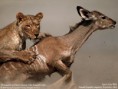 /album/fotogalerie/wallpaper-lg-3-1-36-jpg/