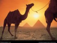 /album/fotogalerie/camels-1024b-jpg/