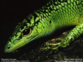 /album/fotogalerie/wallpaper-lg-3-1-6-jpg/