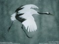 /album/fotogalerie/wallpaper-lg-2-1-4-jpg/