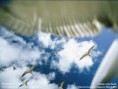 /album/fotogalerie/wallpaper-lg-4-1-6-jpg/